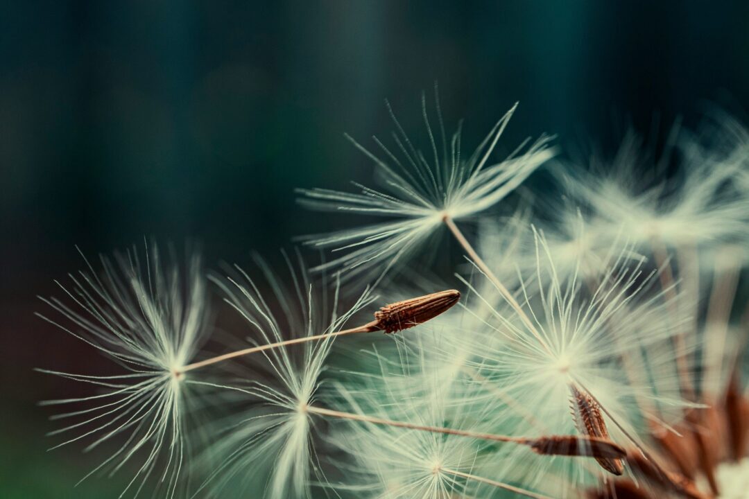 Liebe-Licht-Herzensreden_JanaHildebrandt7 Pusteblume in Detailaufnahme