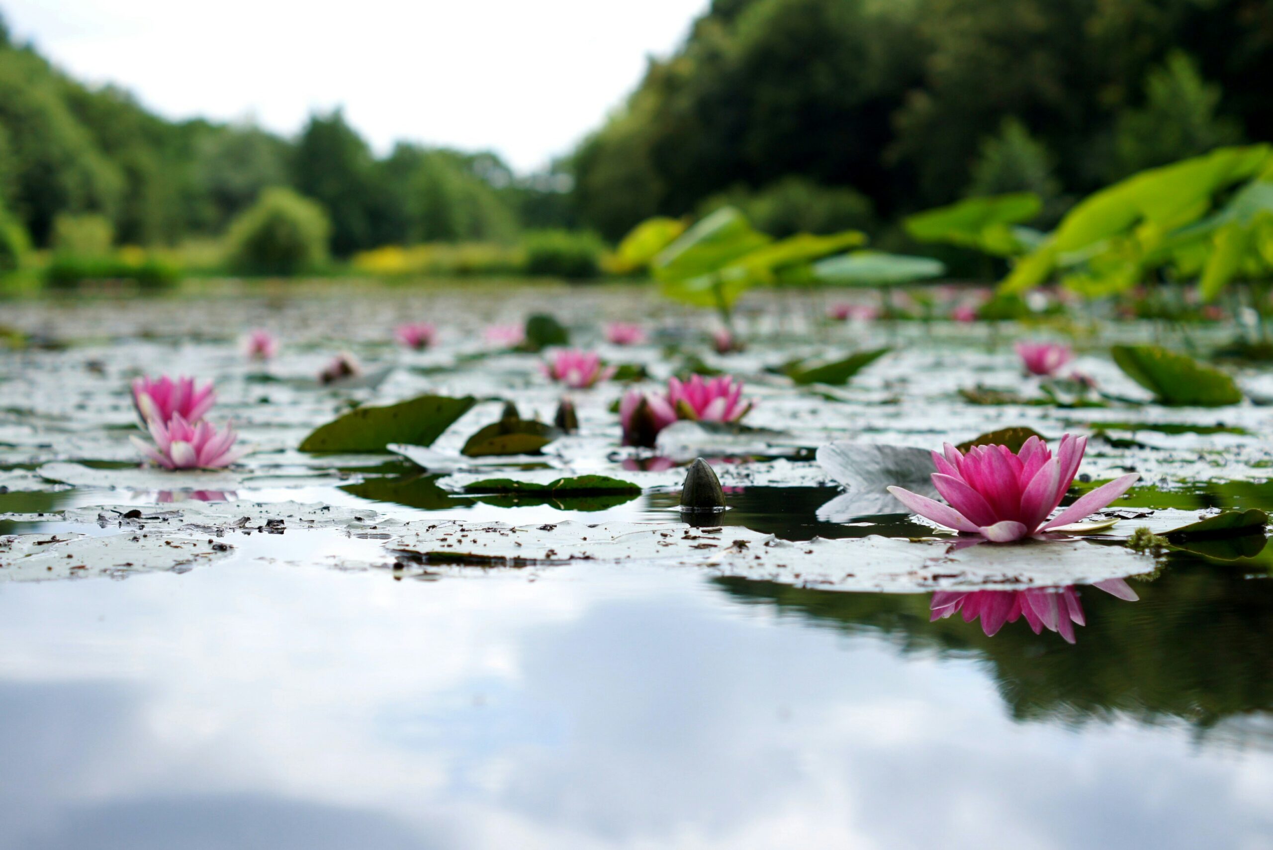 hanna-skoromna-SQ57KVVBnKE-unsplash Pinke Seerosen verteilt auf einem See