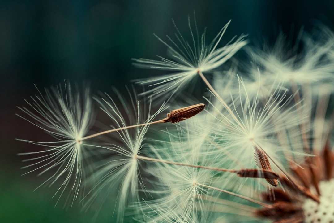 Pusteblume in Nahaufnahme